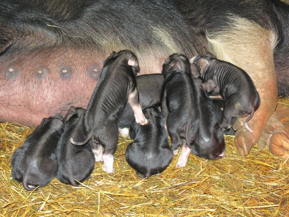 131102 Miss Piggy & 9 babies (1-day old)