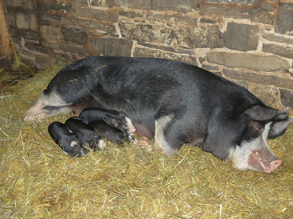 131102 Pancakes & 4 babies (8-days old)