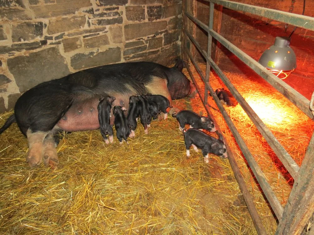 131102 Miss Piggy & 9 babies (1-day old)