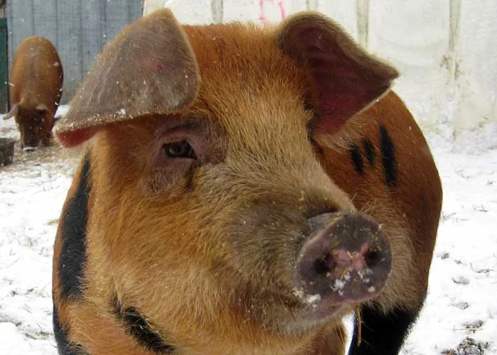 20101218 Happy pig on a snowy day. Photo by ADL