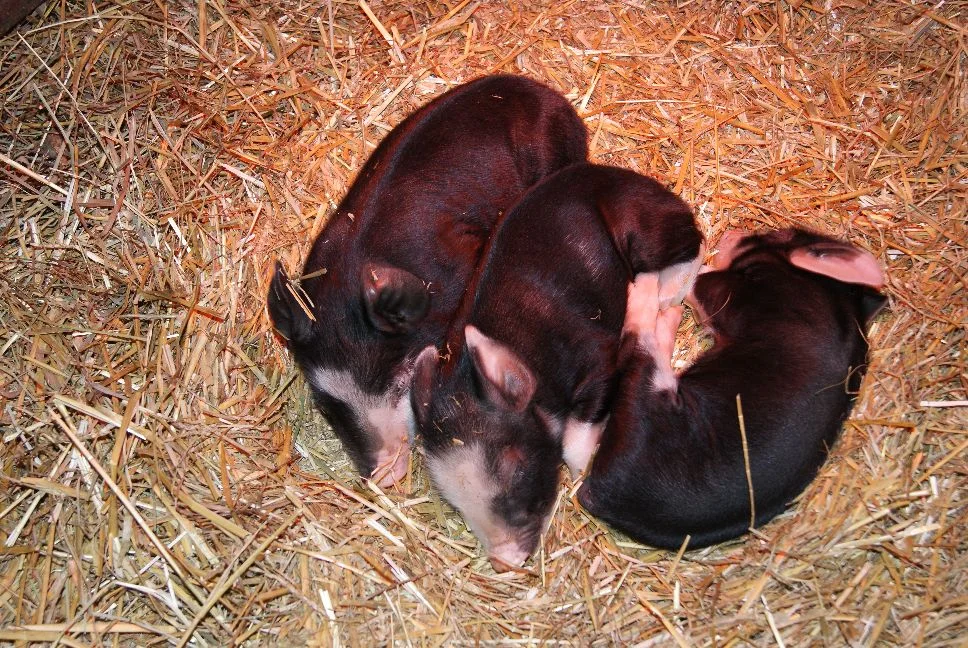 20120208_eight days old and growing