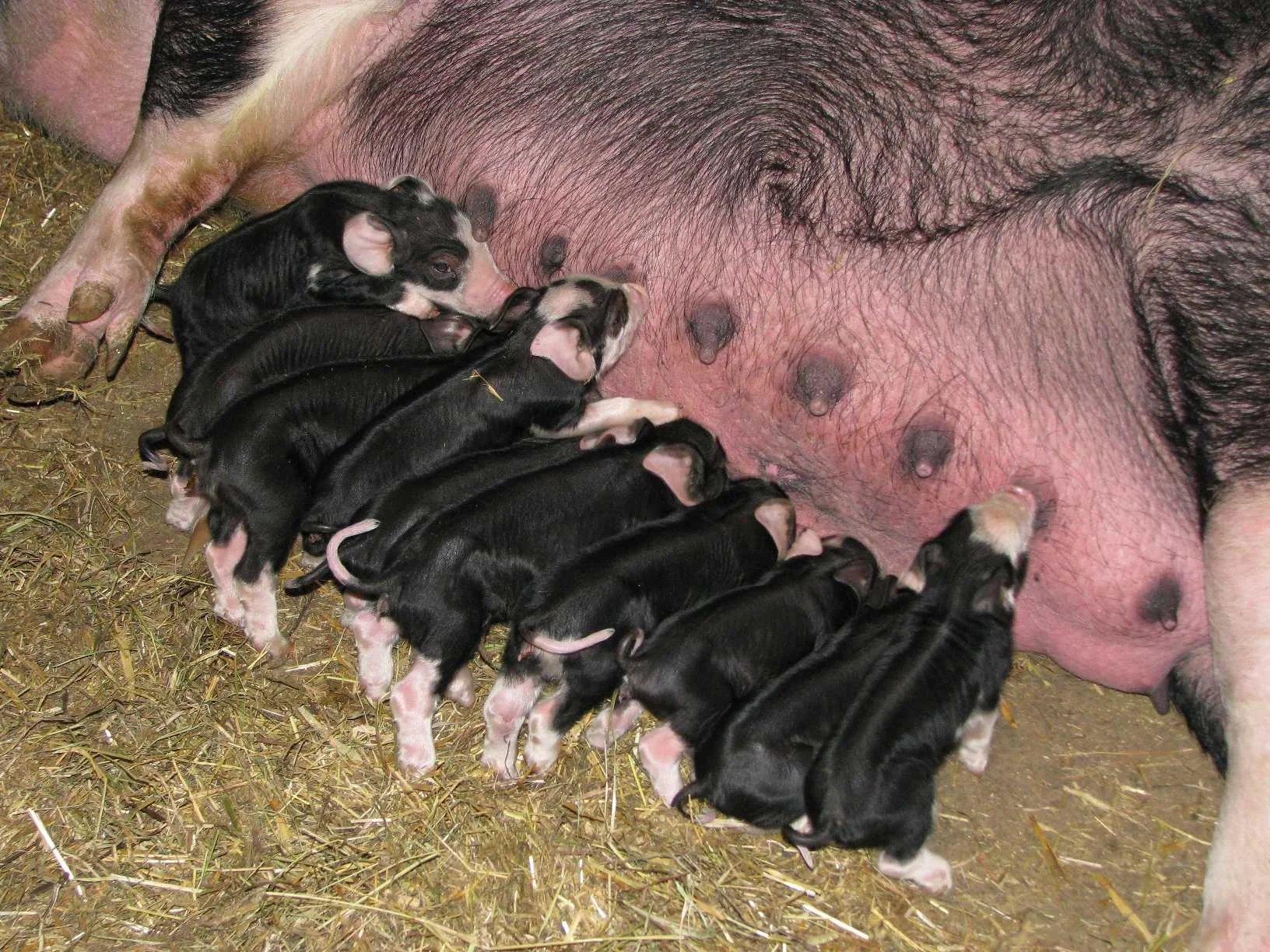 Berkshire sow and one-day old piglets