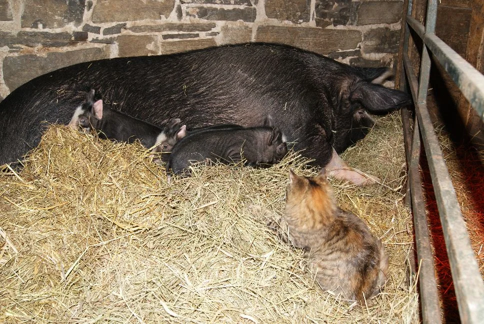 20120211_Tori really wants to be part of the piggy family hug