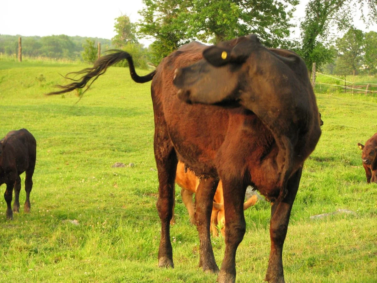 calling the herd