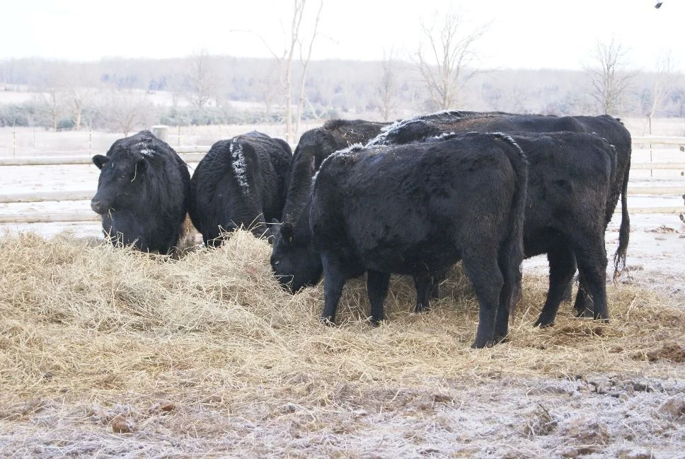 20120203_breakfast at one of the bales
