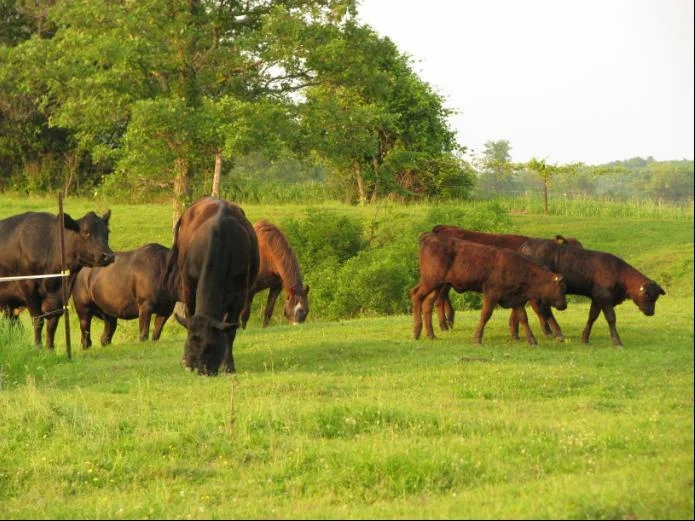 June evening on pasture