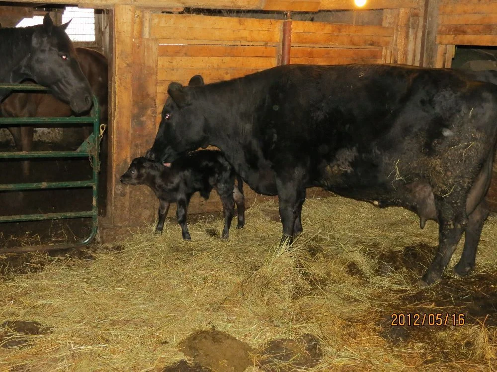120514 Licorice and new son "Langdon"
