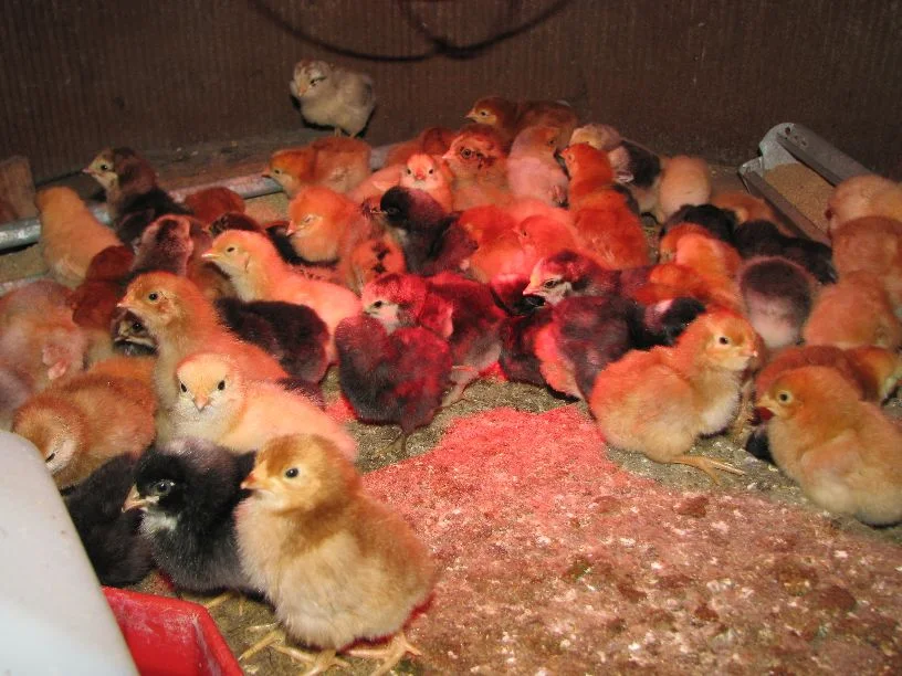 20110519 lots of chicks