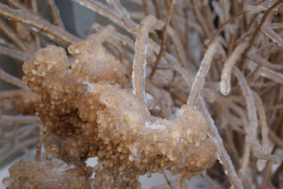 20120112 everything is coated with ice