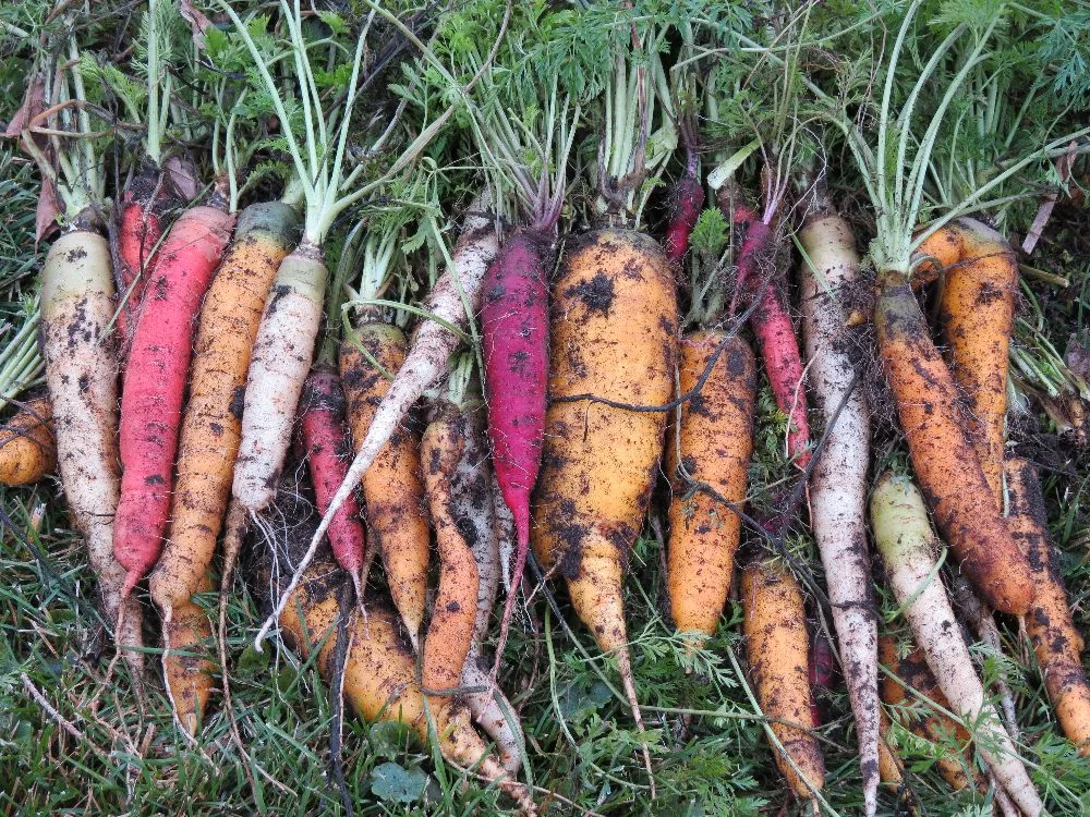131110 nothing beats going to the garden for fresh carrots!