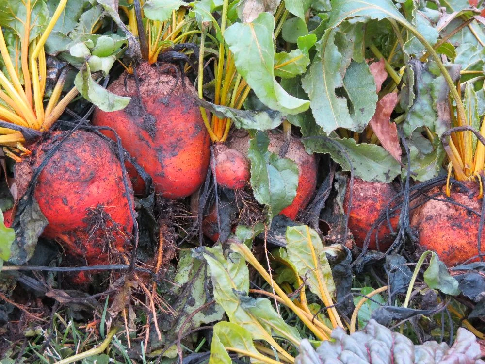 131110 golden beets harvested late in the fall - so tasty.