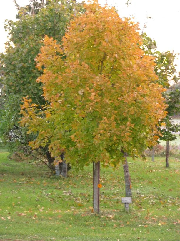 20111029_Jacob's legacy maple finally showing its' colours