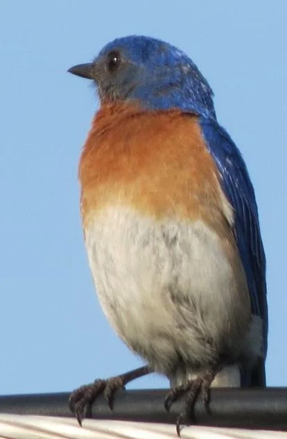 120617 Bluebird on wire.jpg