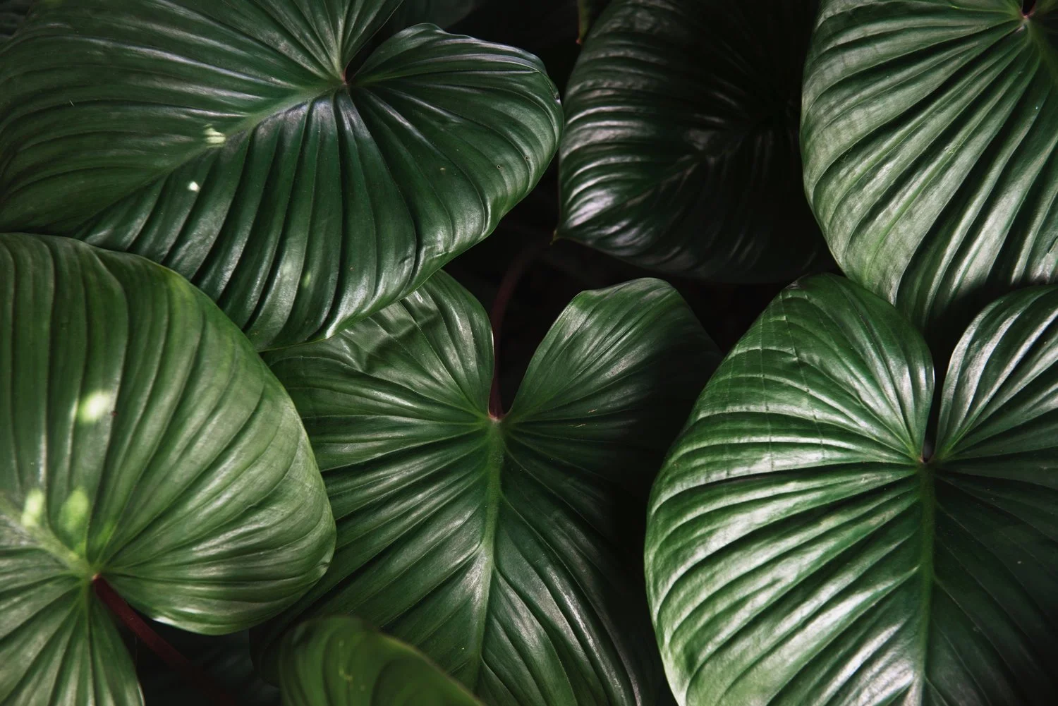 botanic-botanical-bright-827058.jpg