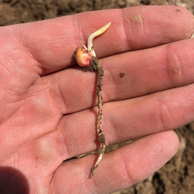 #croptopop planted on April 15th. #popcorn #plant2020