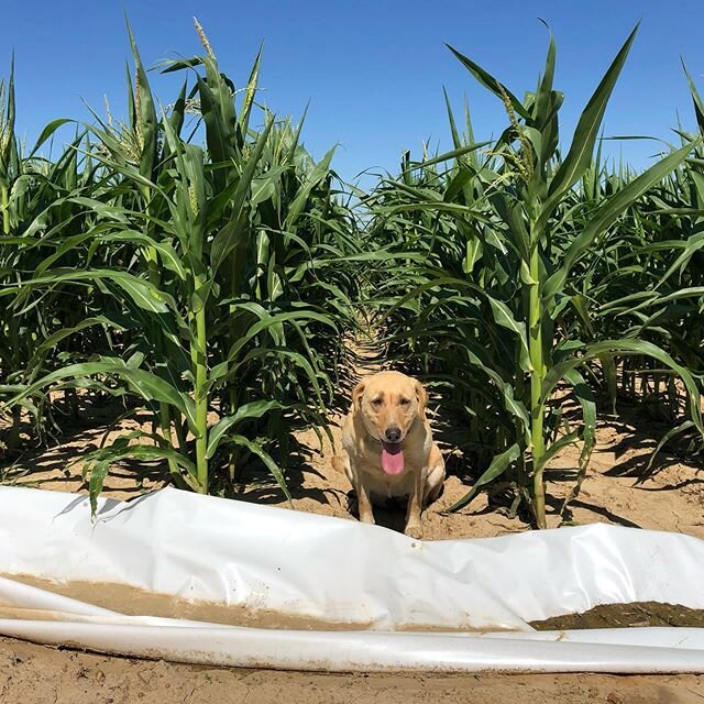 The popcorn has grown a good bit in the last 2 weeks. It&rsquo;s starting to tassel as well. Pup for scale. #croptopop #popcorn
