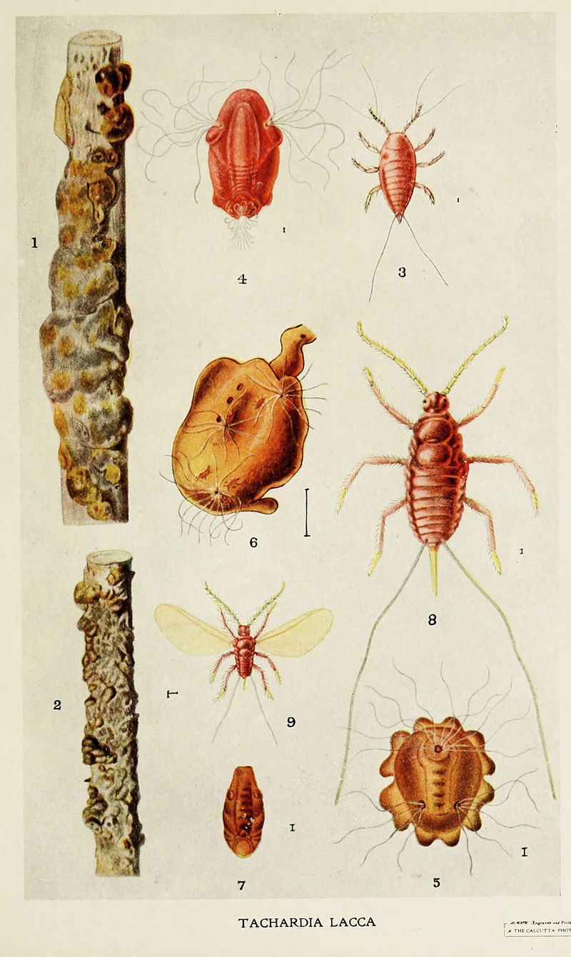 800px-02-Indian-Insect-Life_-_Harold_Maxwell-Lefroy_-_Kerria-Lacca.jpg