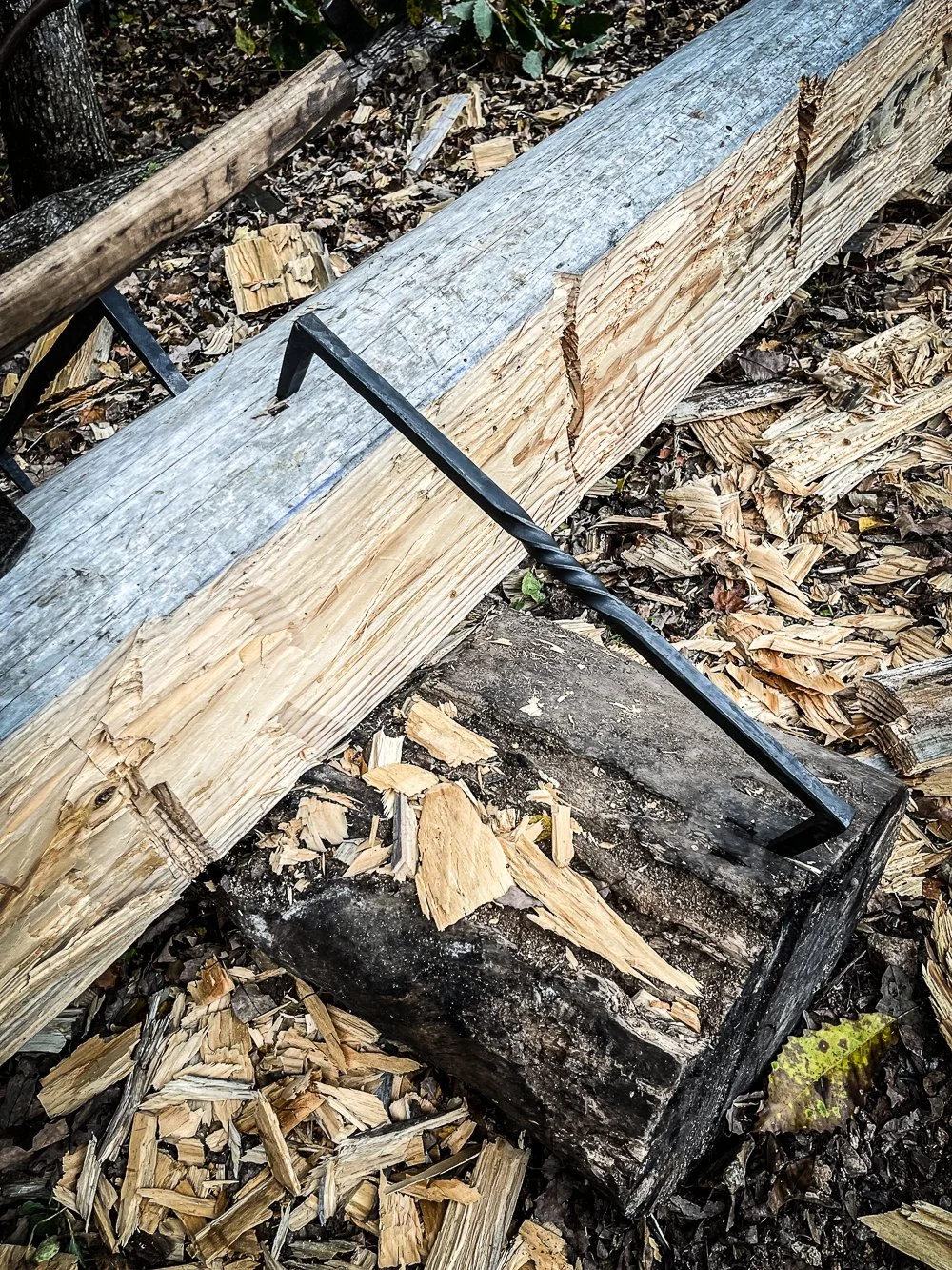 log dog-2.jpg