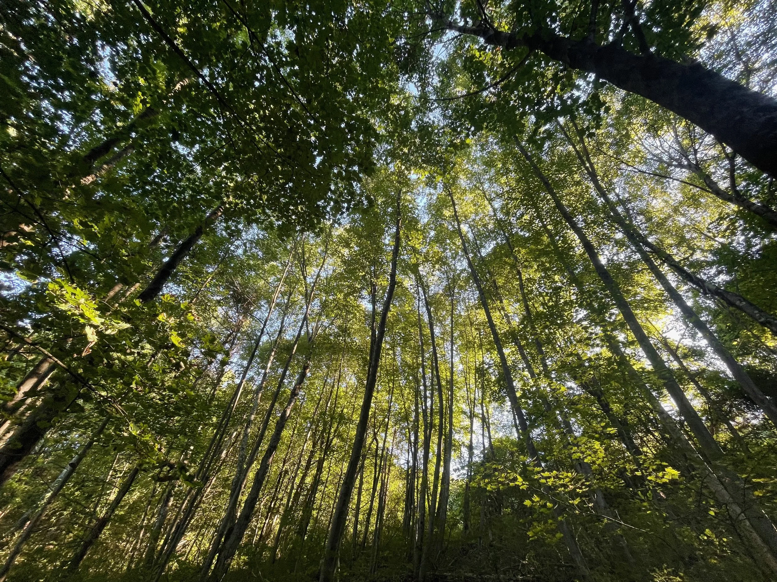 No Cost Solutions to Improve NYC's Emotional Health 