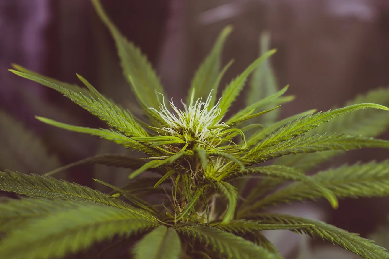 cbd.jpg