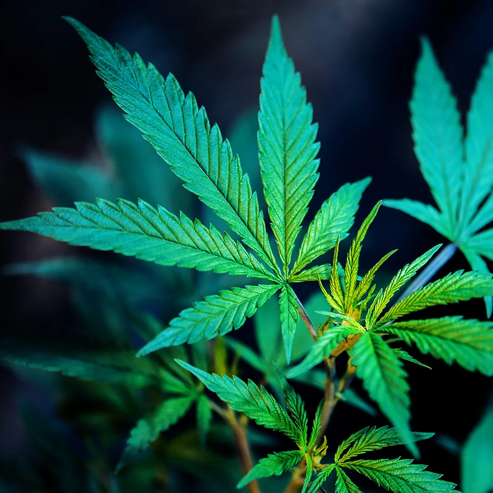960x960_Evolab_BoxWeed.jpg
