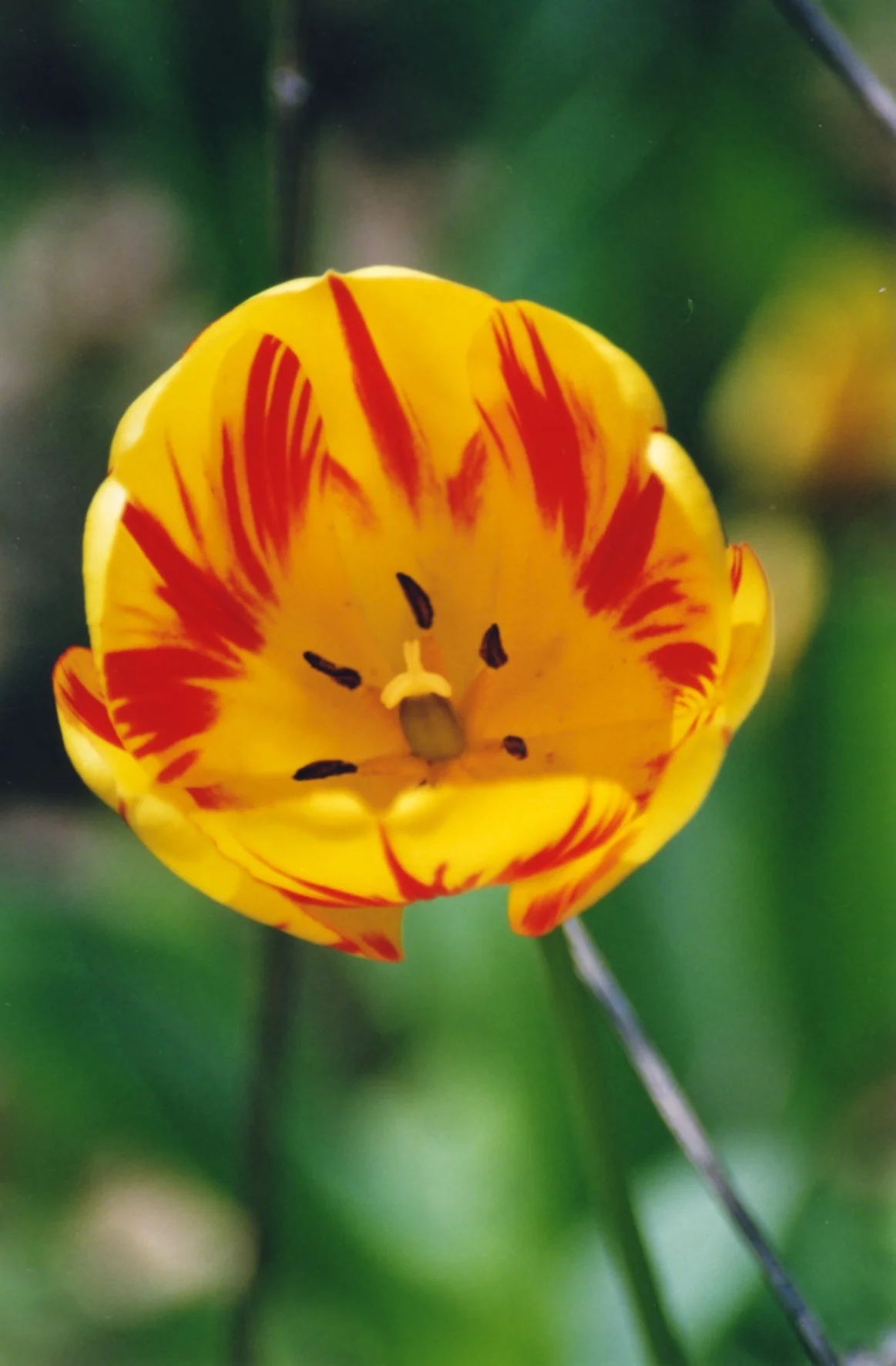 close up & nature 008.jpg