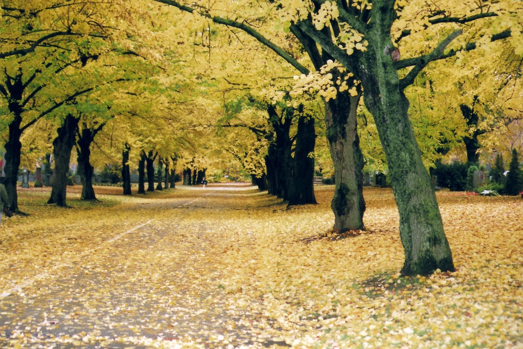 close up & nature 398 (1).jpg