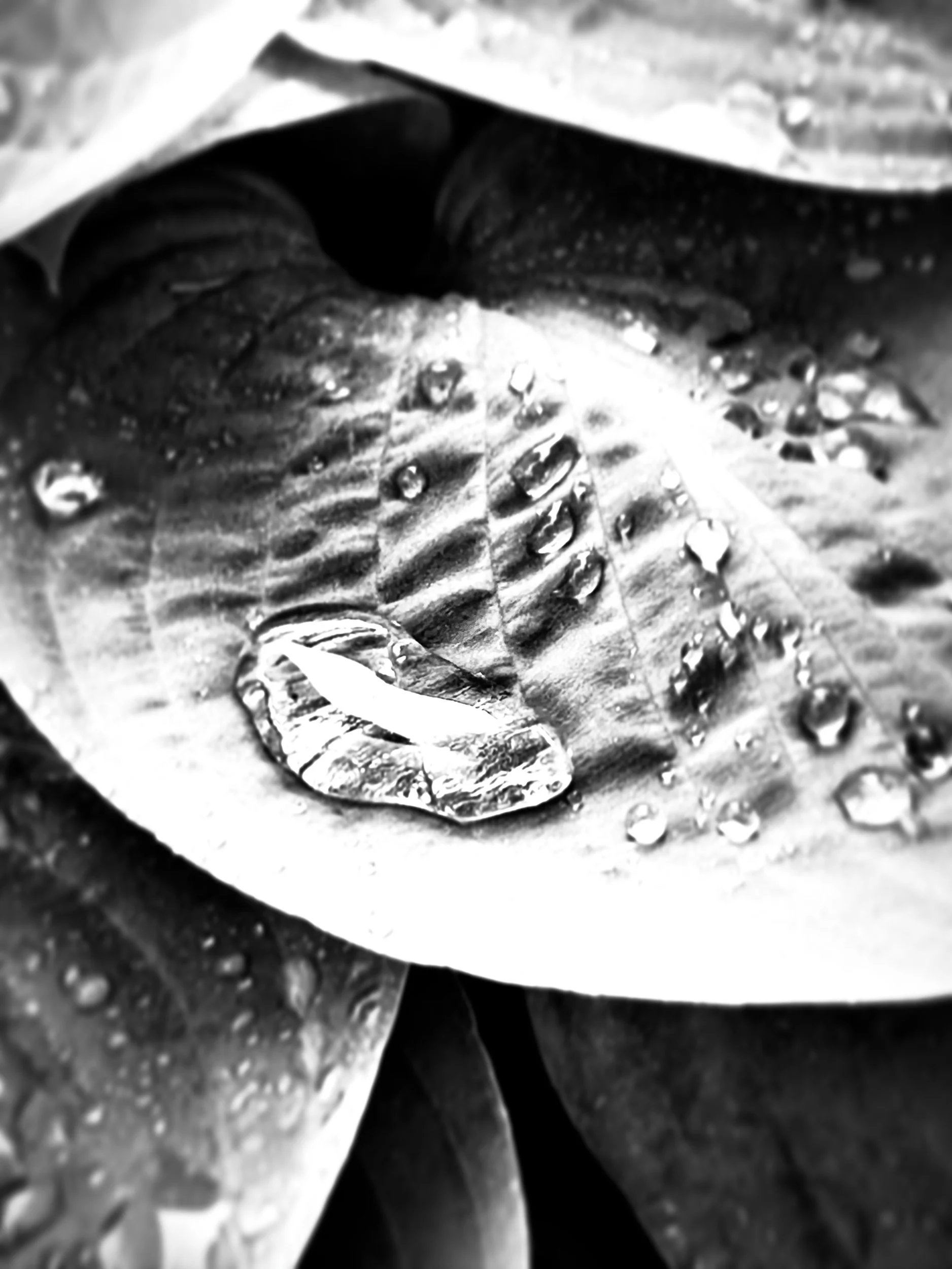 4176973C-9B6E-4529-BAED-C9F28683CE4C.jpeg