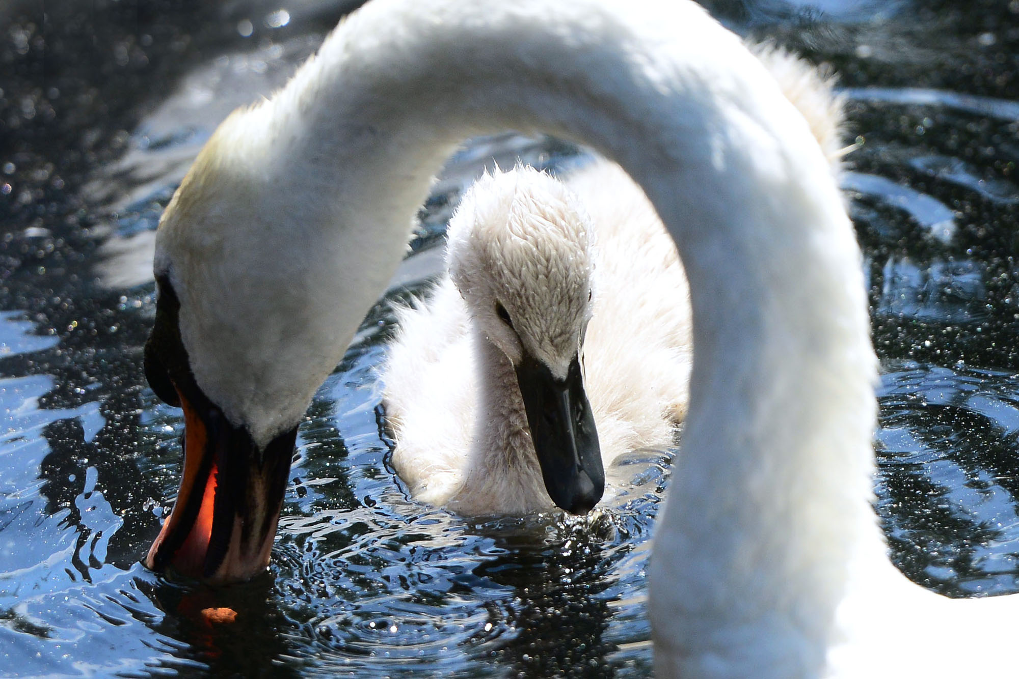 Swans at Islington Wharf, Ancoats, Manchester.