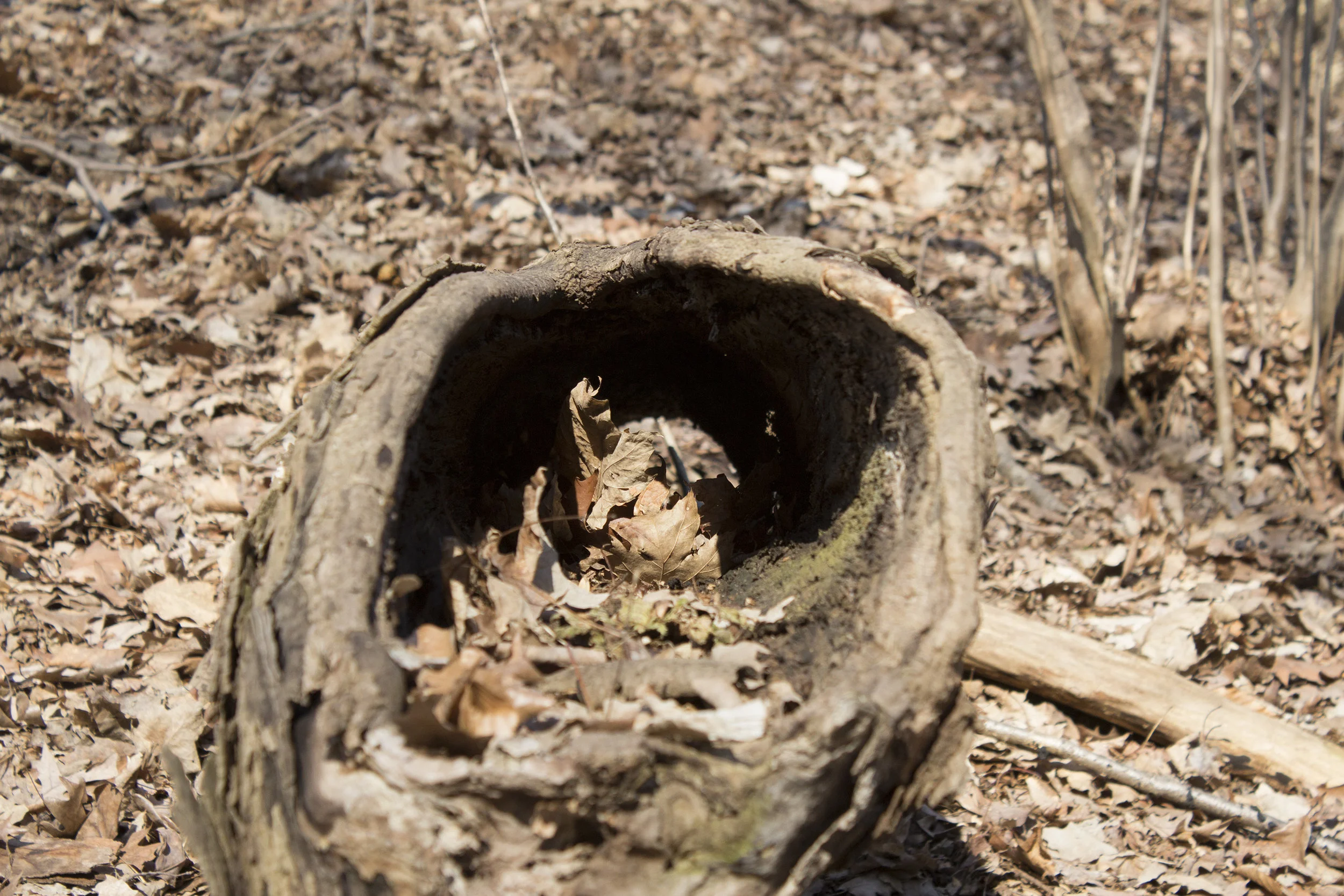 Leaf in Hollow Log.jpg