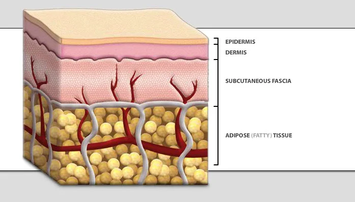 The Integumentary System