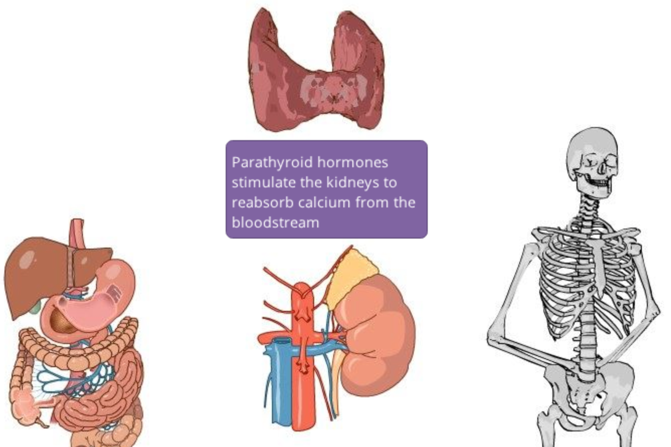 The Endocrine System