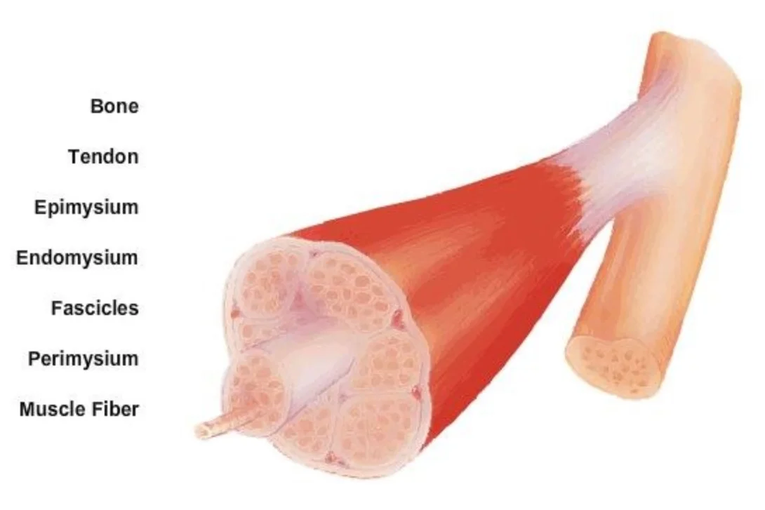 The Muscular System
