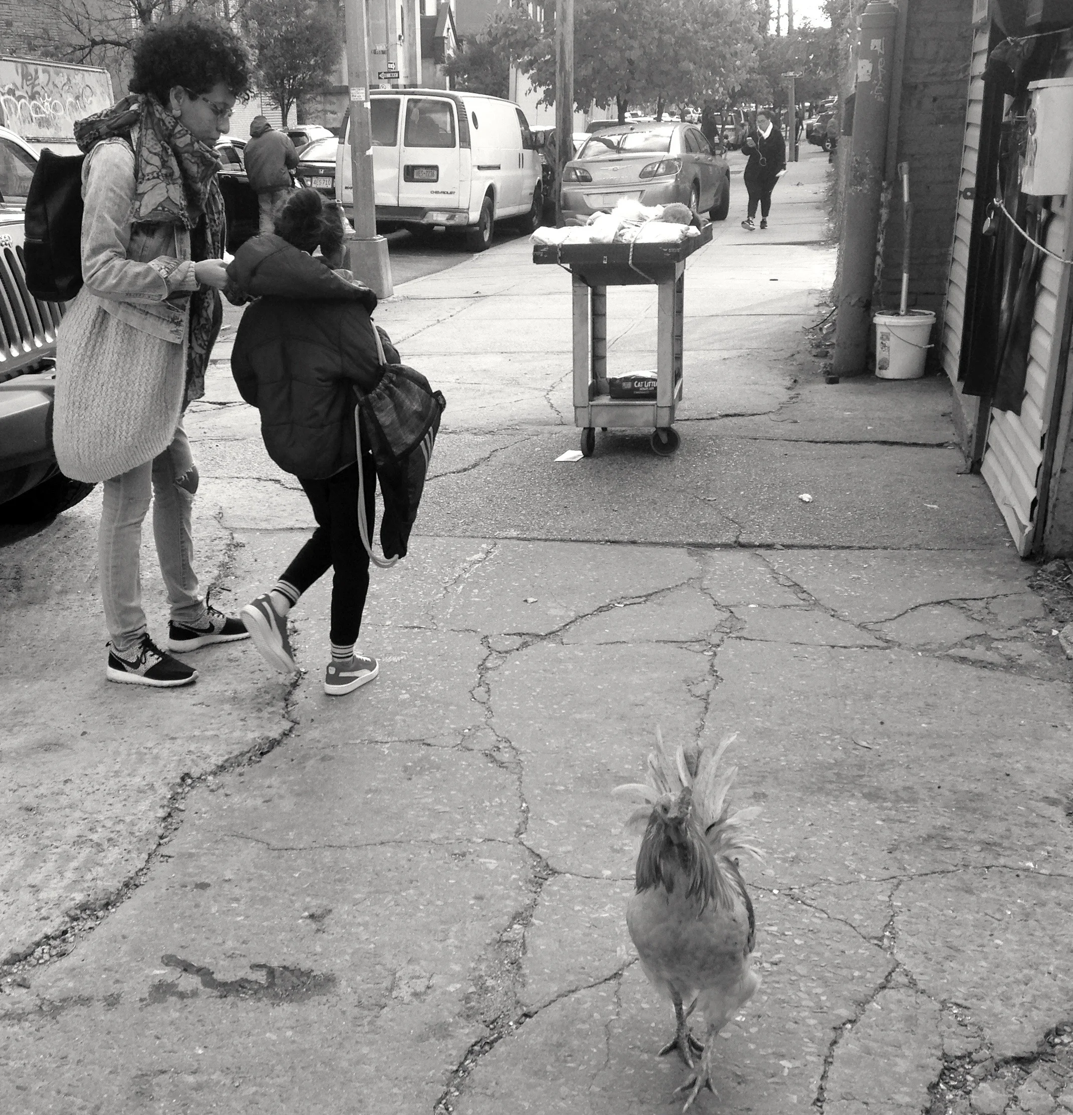 Big City Rooster