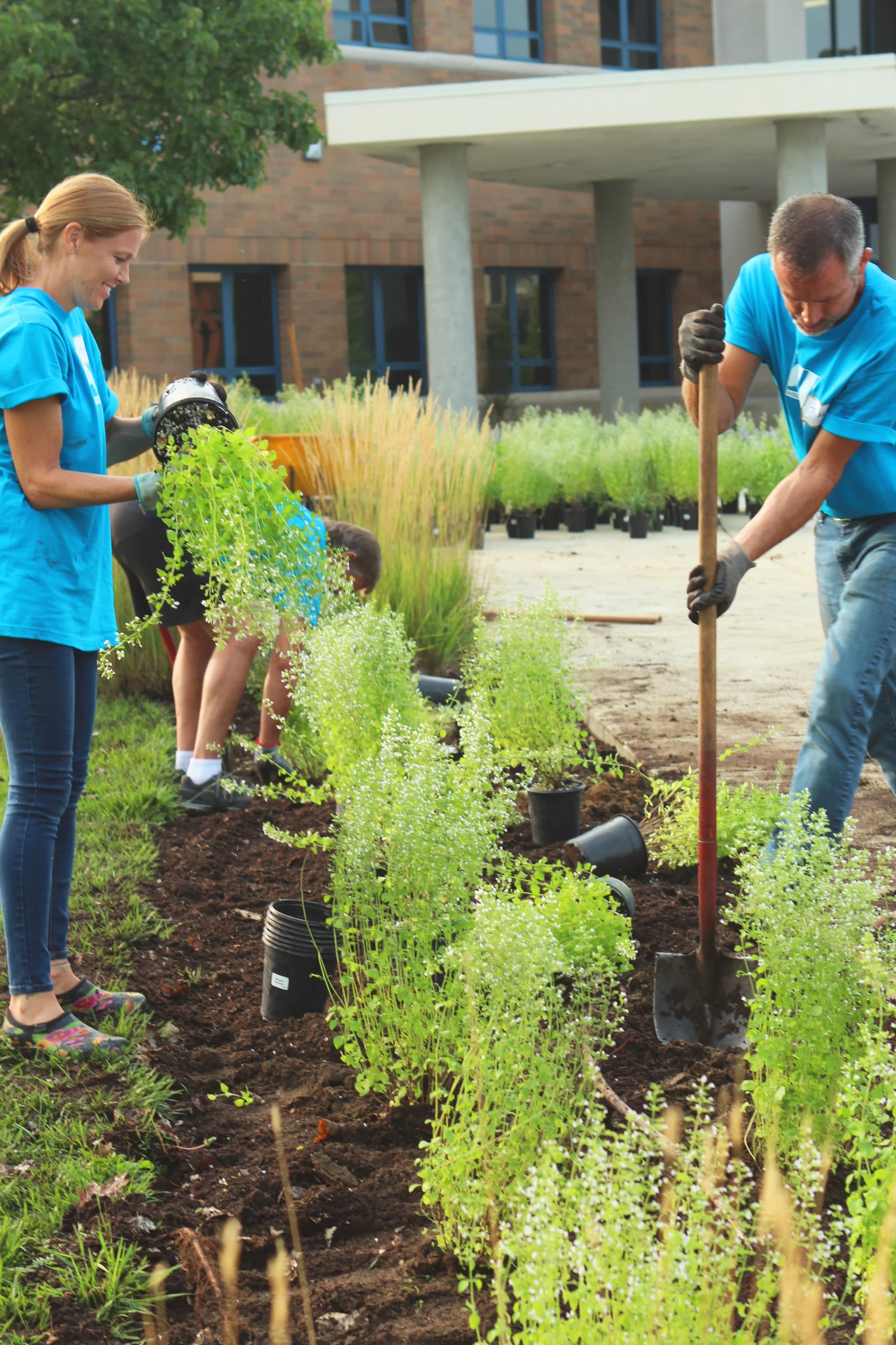 male and female volunteers planting ferns