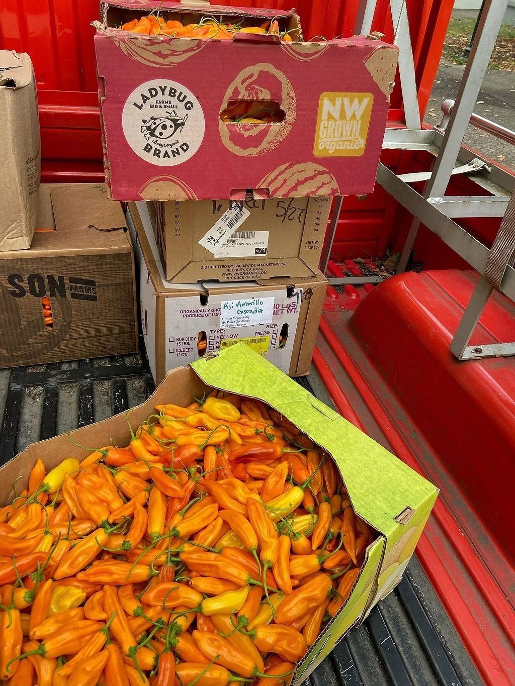 ᴀ ᴍɪʟᴇꜱᴛᴏɴᴇ ᴡᴏʀᴛʜ 𝘾𝙀𝙇𝙀𝘽𝙍𝘼𝙏𝙄𝙉𝙂 🌶️✨

Photos from the first major harvest of the world&rsquo;s first aj&iacute; amarillo and aj&iacute; limo varietals, bred specifically for Oregon&rsquo;s climate. All thanks to our longtime seed partners at