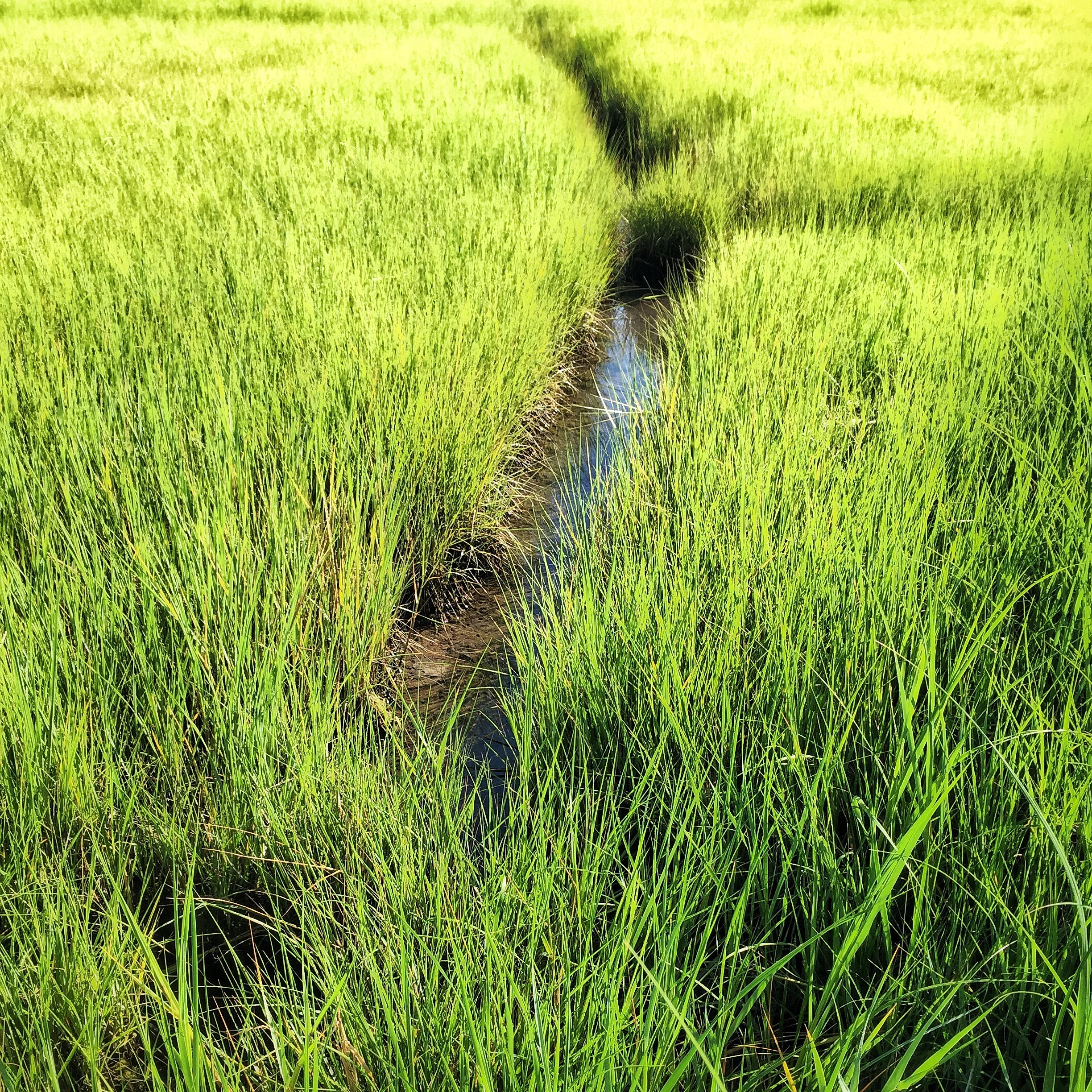 Swamp Grass, Cape Cod