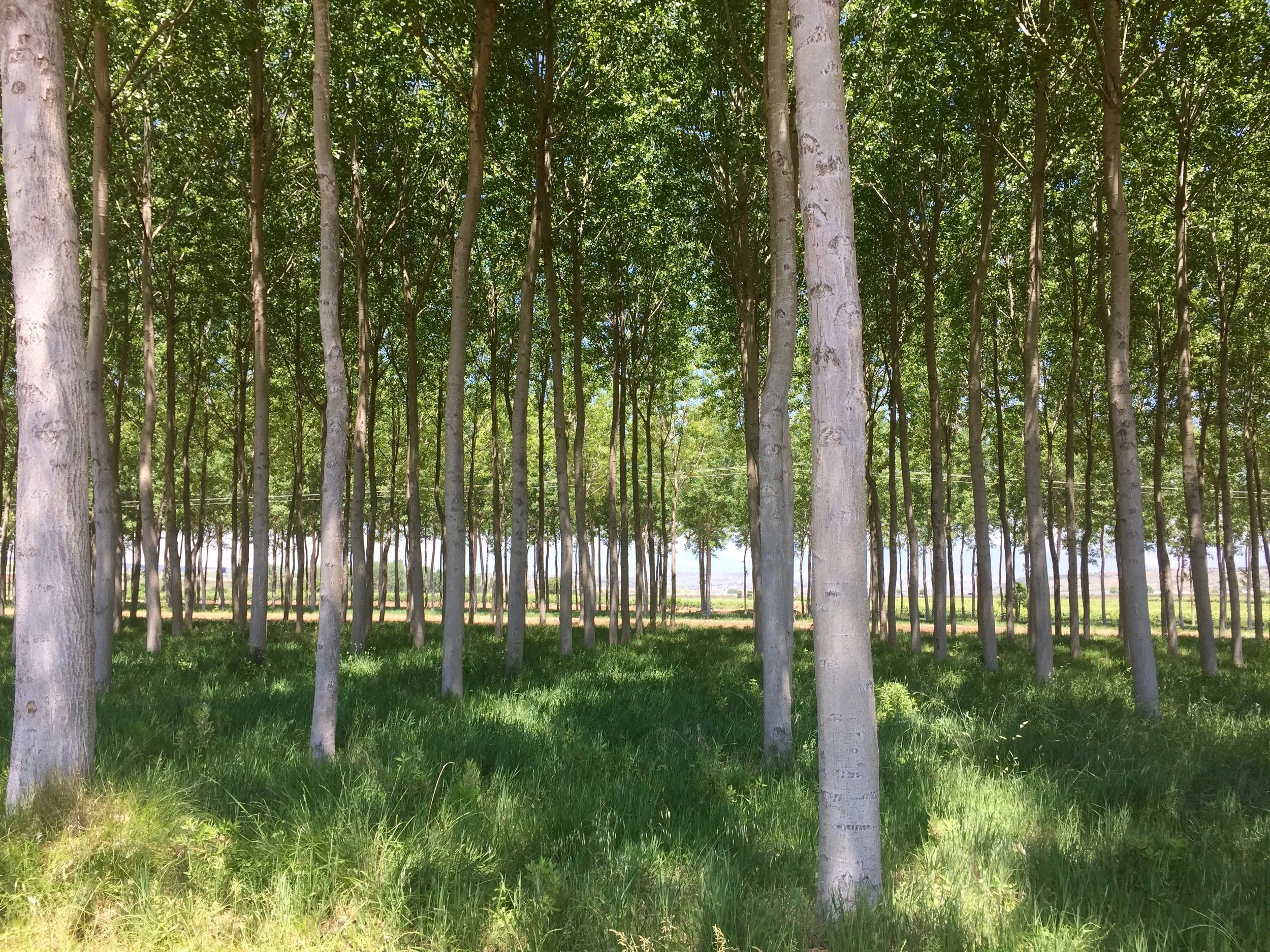 Forest in Spain