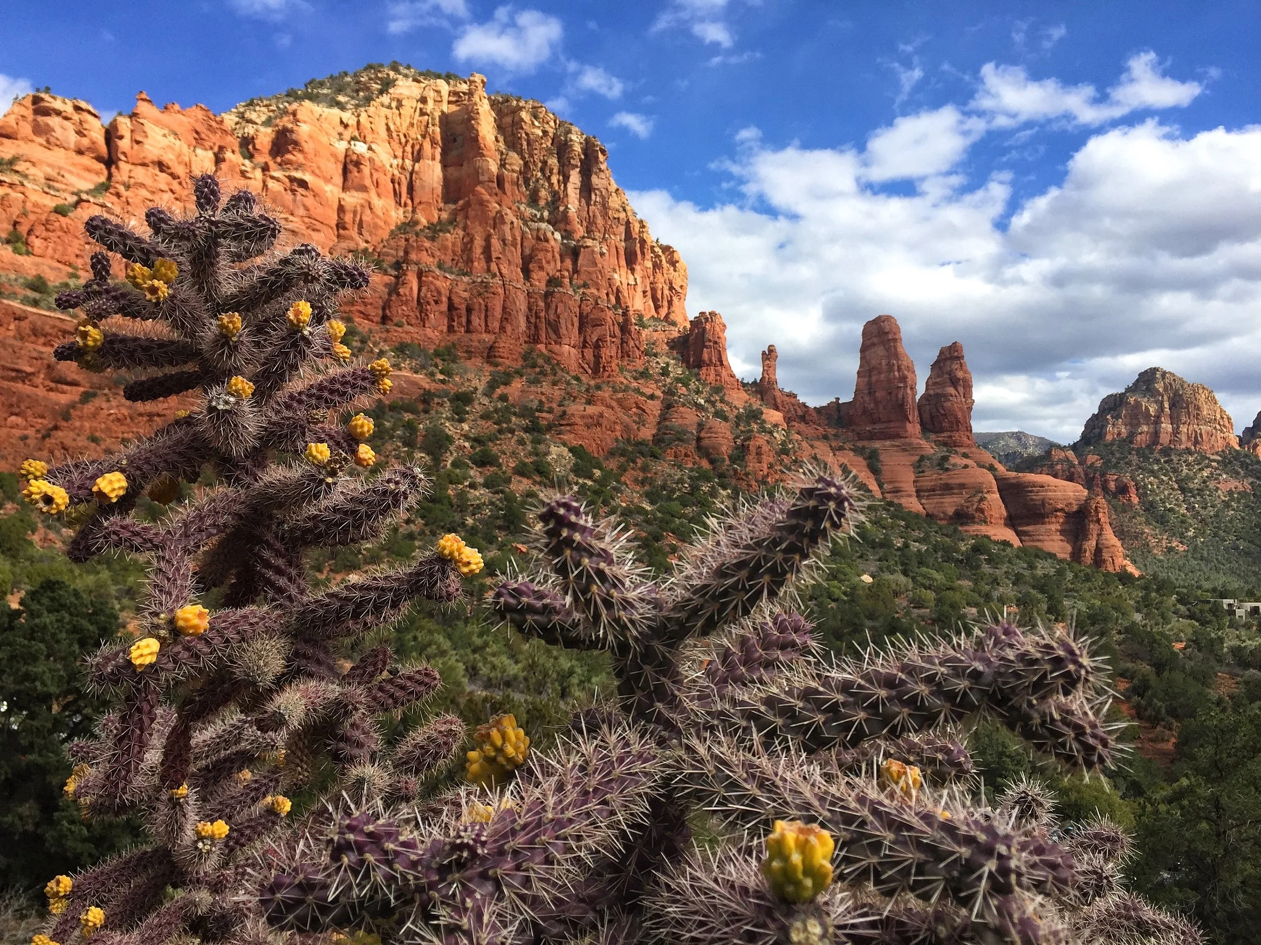 Sedona Mountain with Cacti