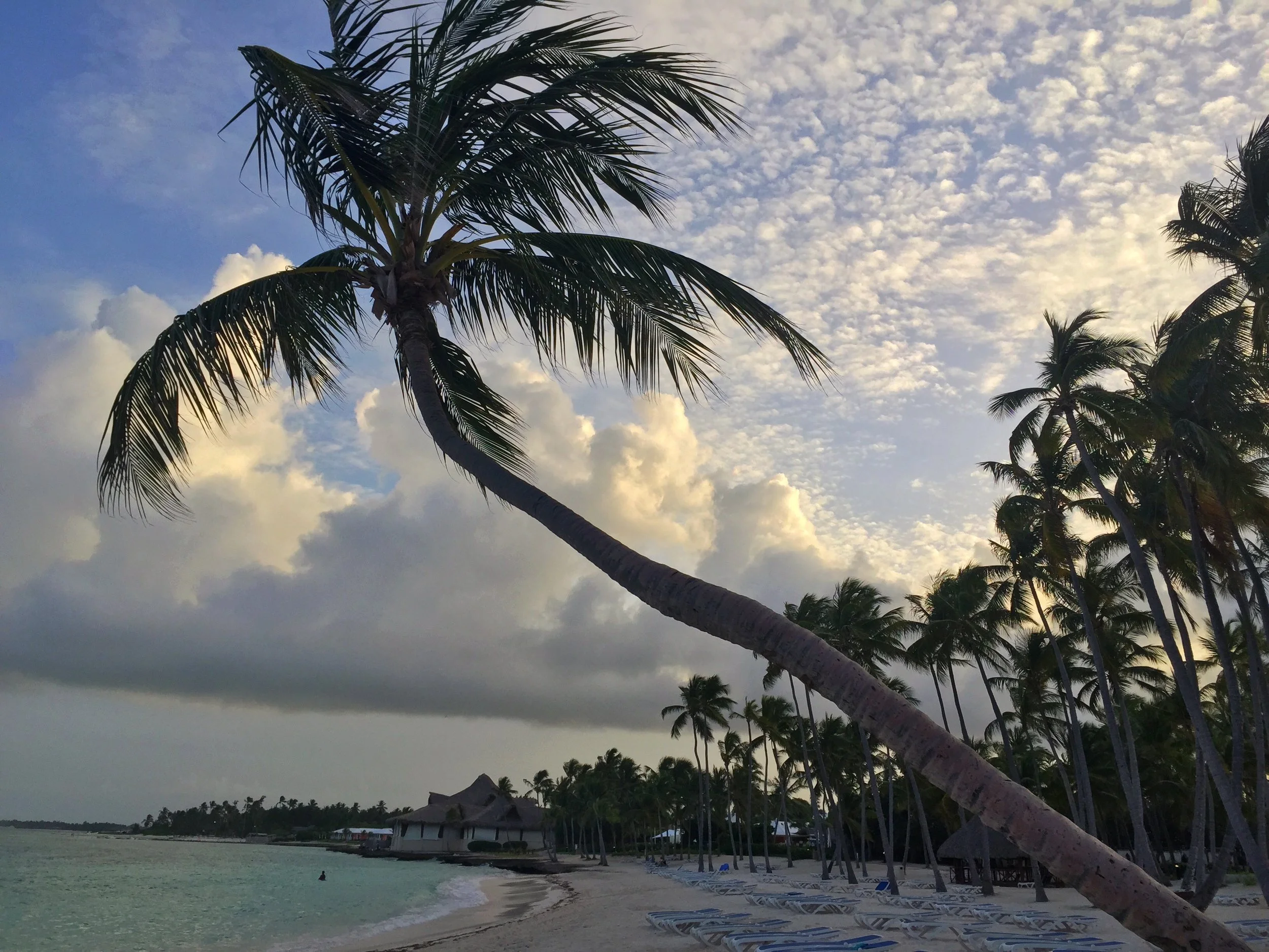 Leaning Palm, Dominican Republic
