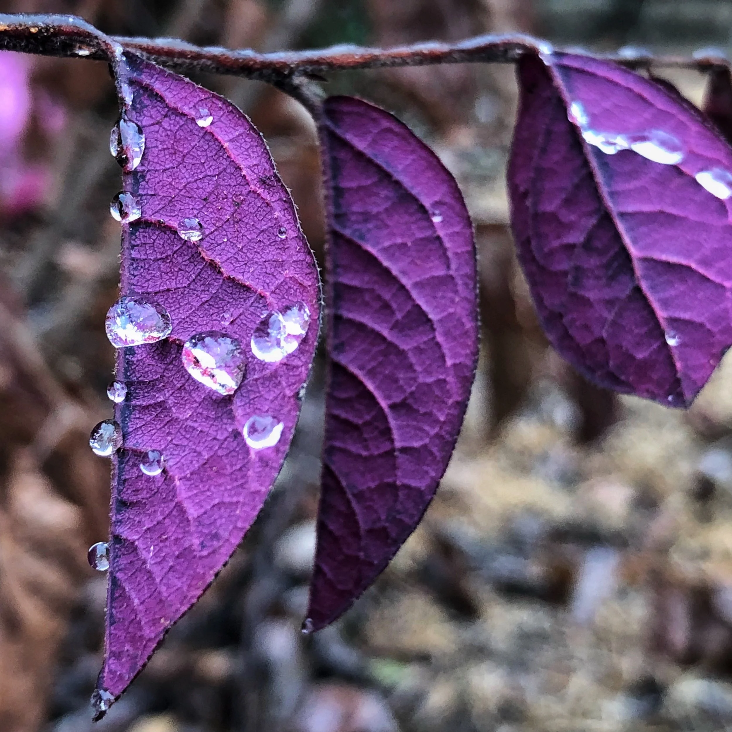 Water Beads on Purple Leaves