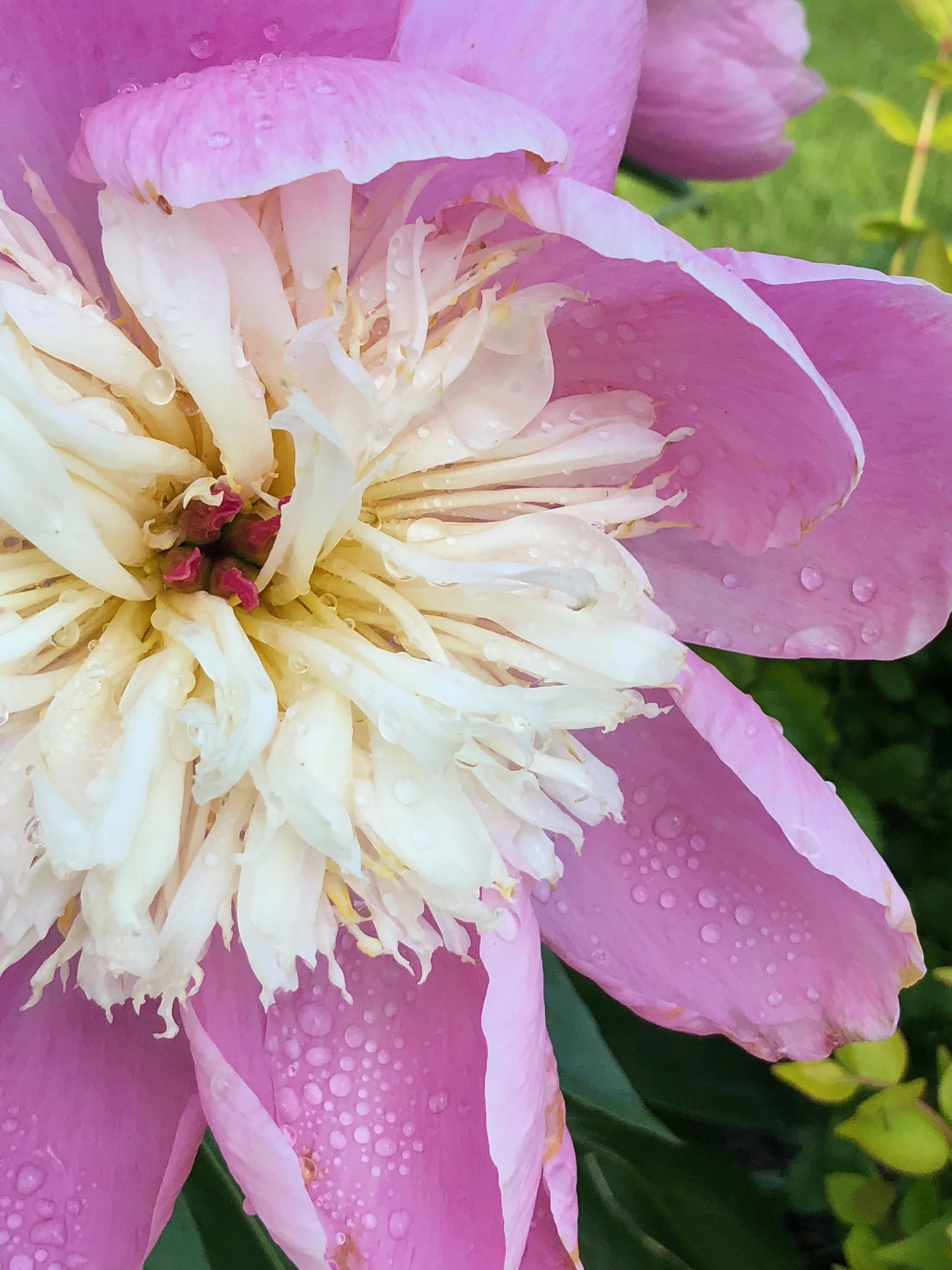 Lenten Rose, 1