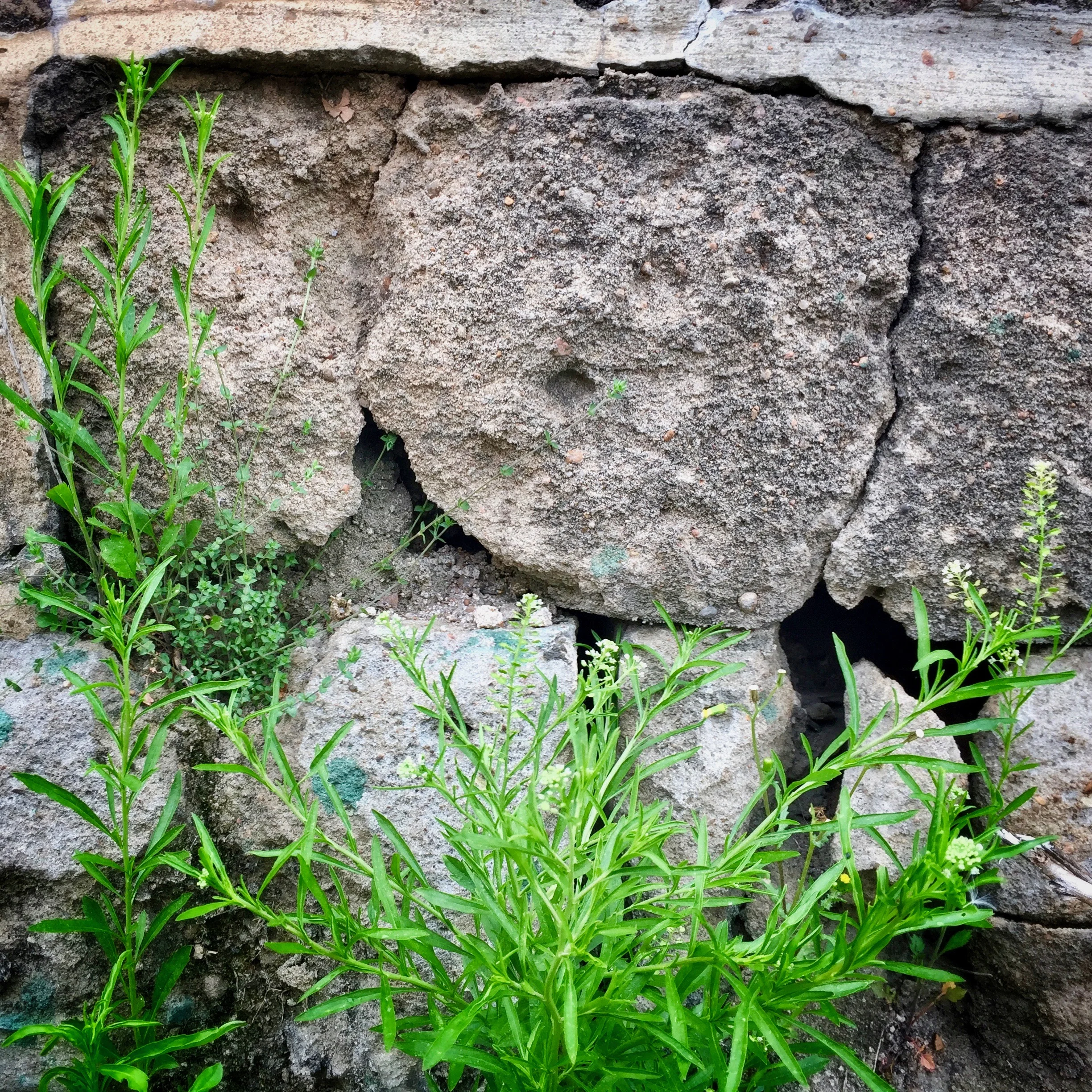 Growing Hope