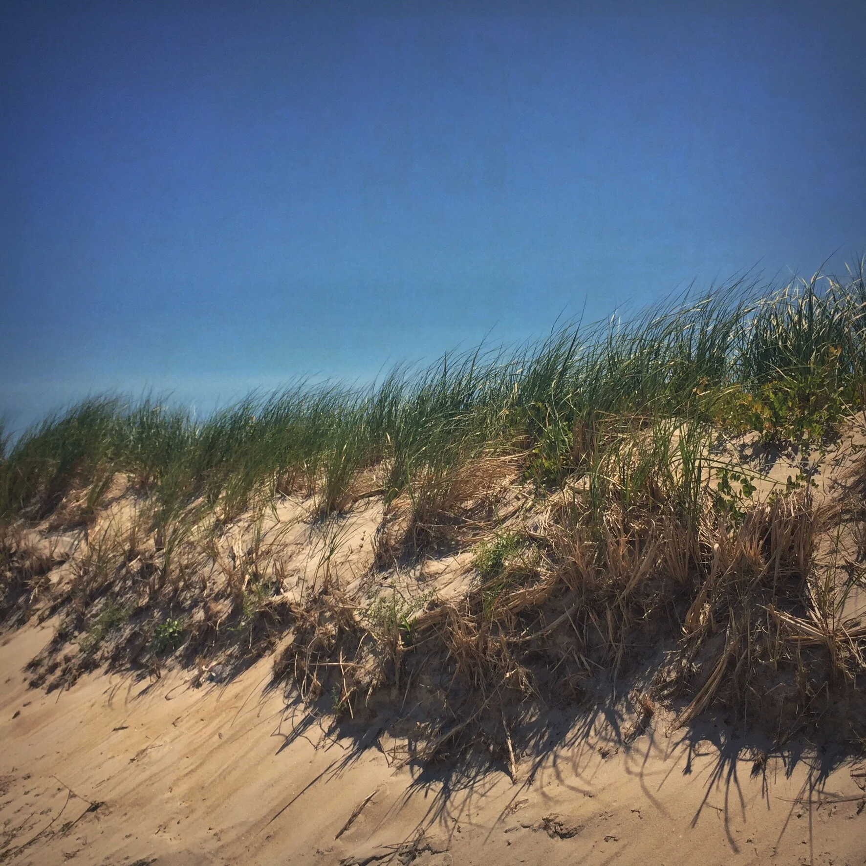 Vineyard Beach Grass