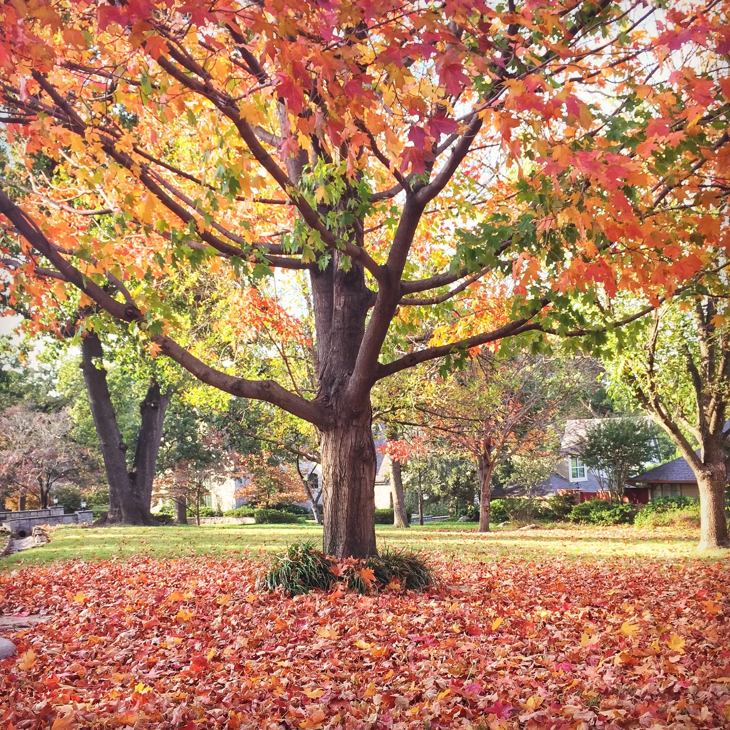 Fall Tree - Tulsa, OK