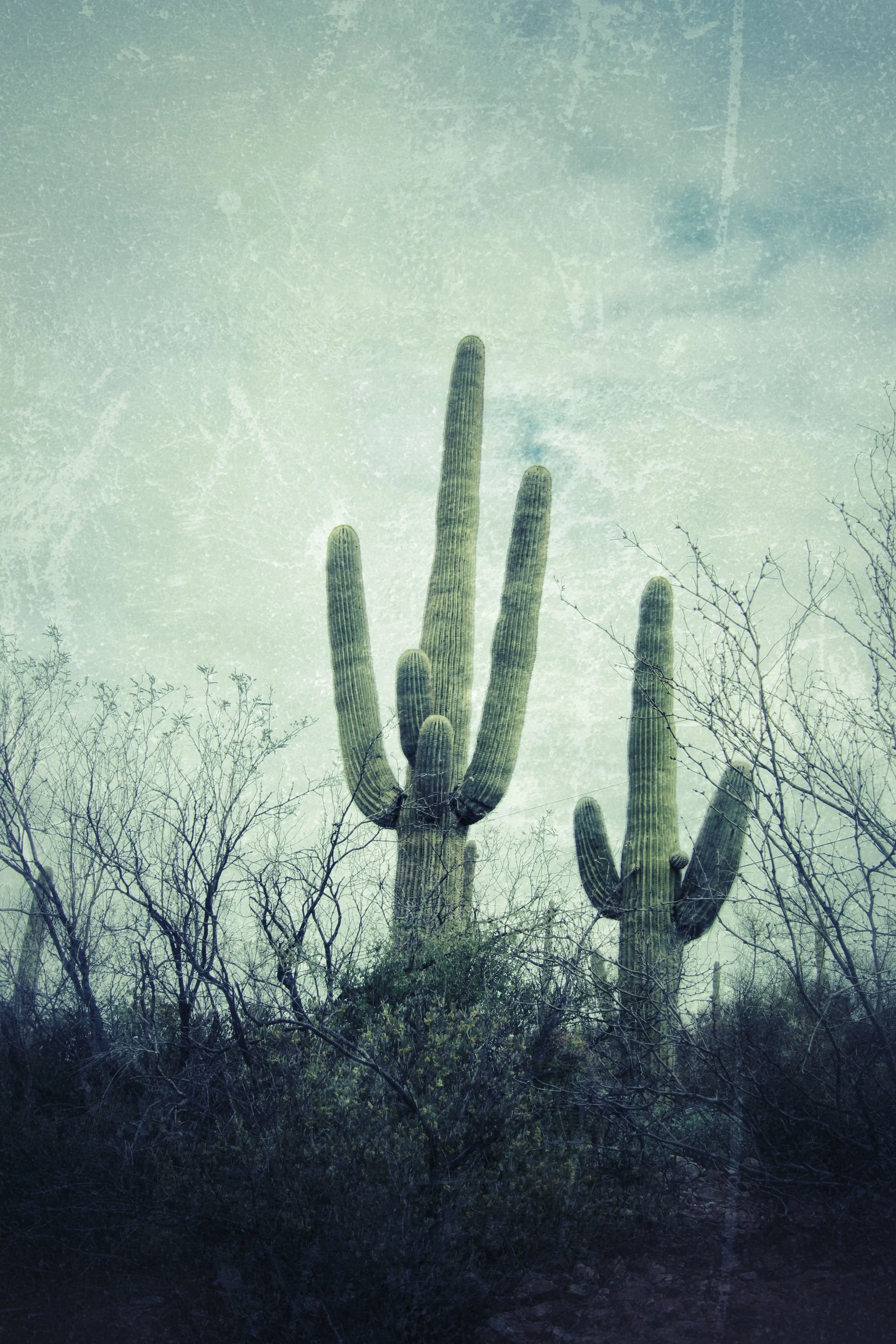 Phoenix AZ, Cacti