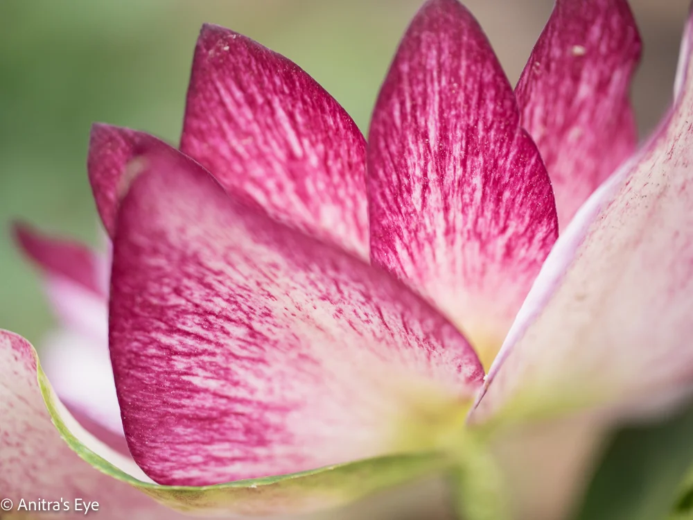 Lenten Rose, 4