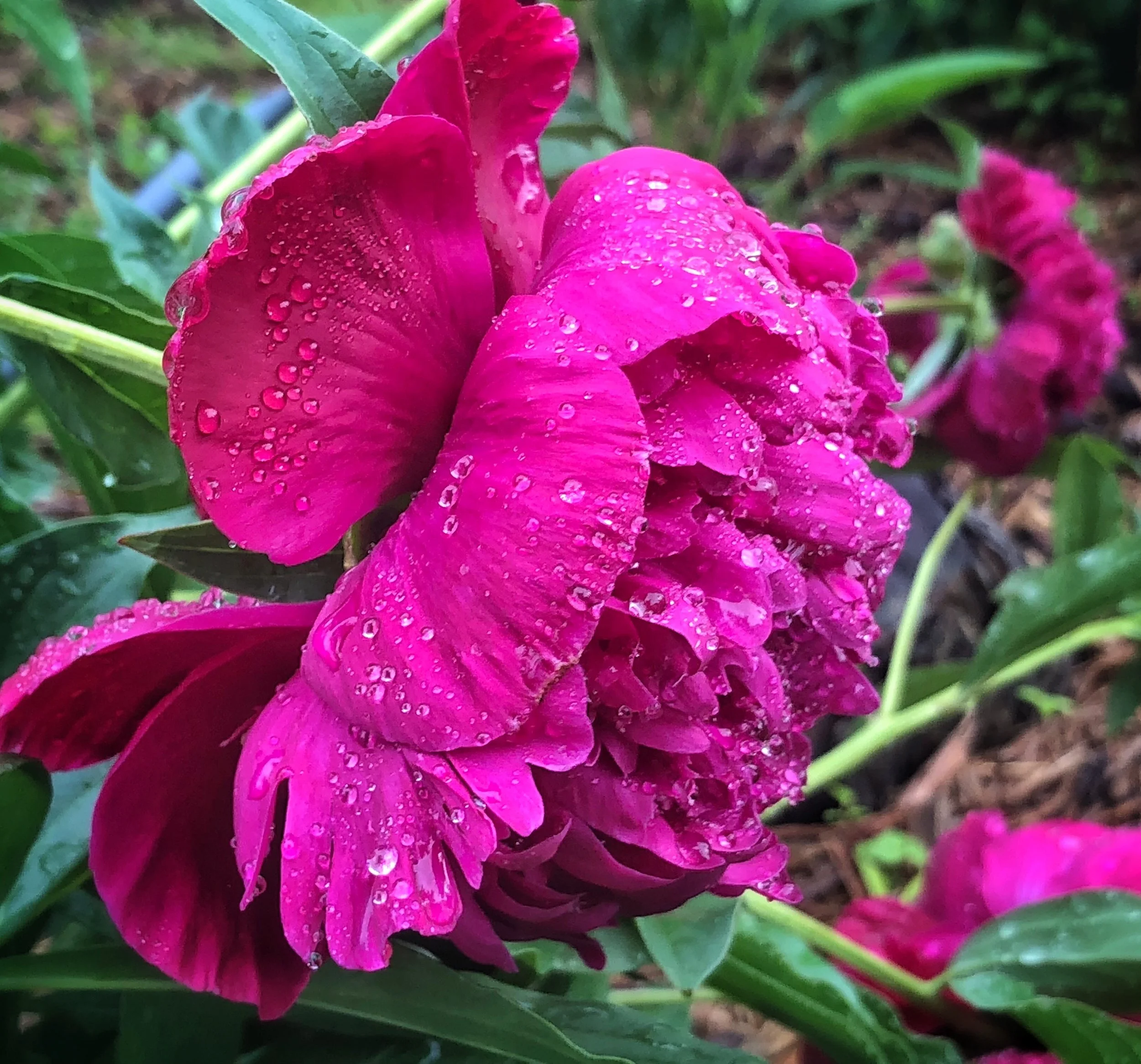 Poppy with Raindrops