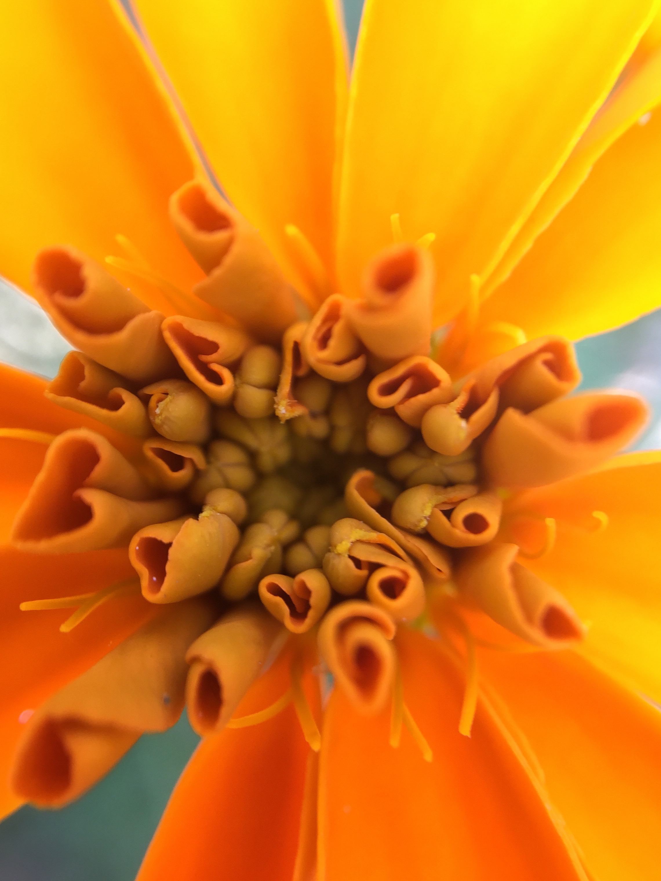 Marigold Macro