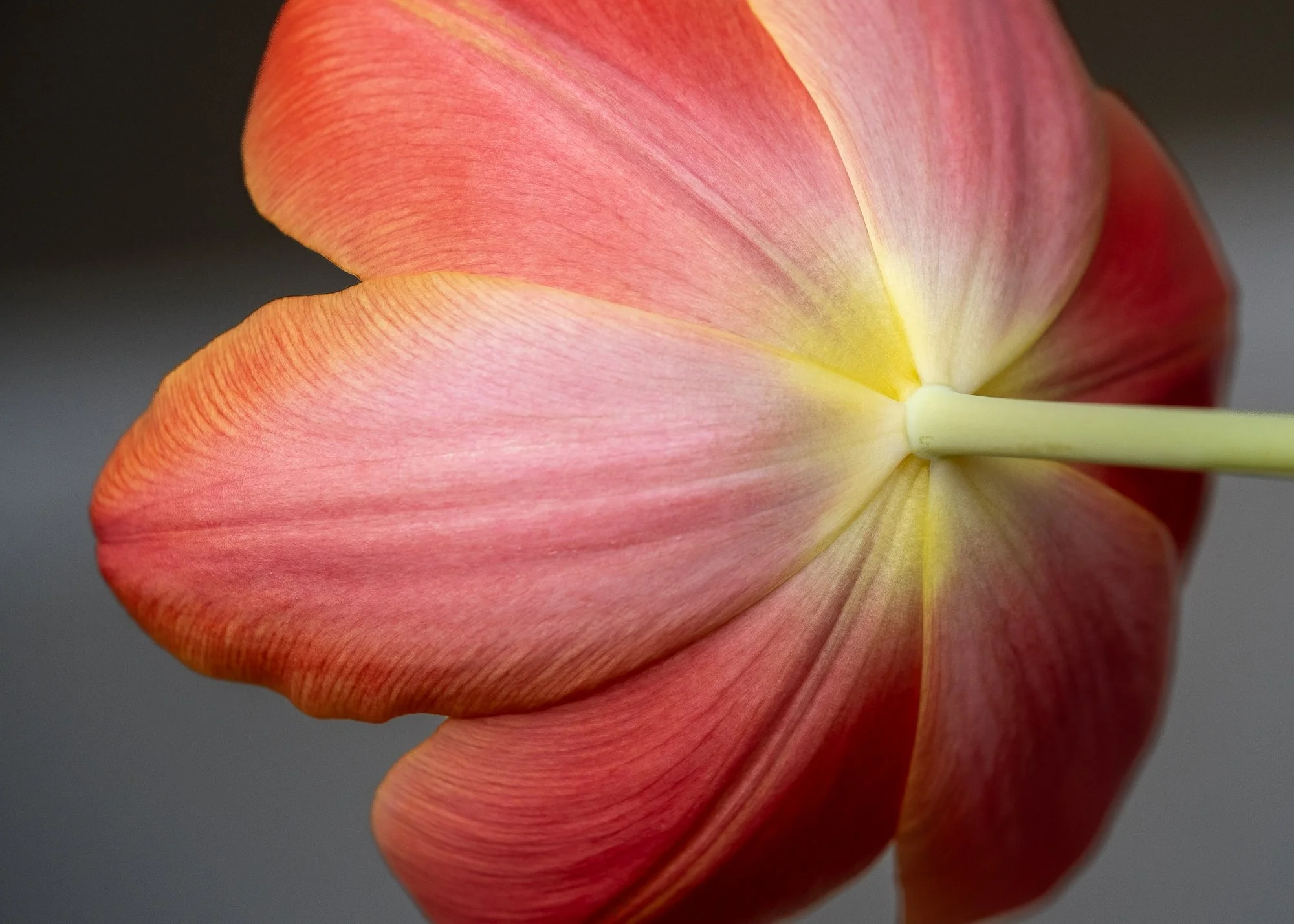 Tulip Macro